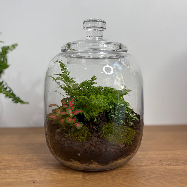 Fern & Fittonia Medium Frida Terrarium