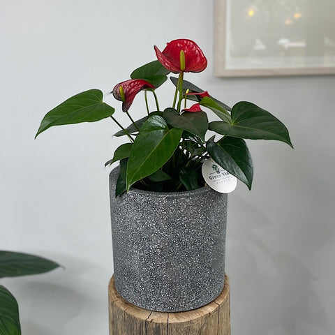 Anthurium Flamingo Flower Red in Cylinder Pot Black Terrazzo