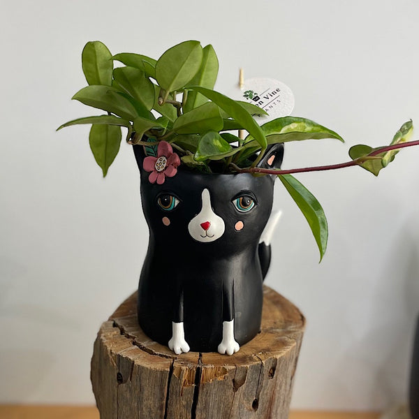 Hoya Carnosa in Black Pretty Kitty Pot