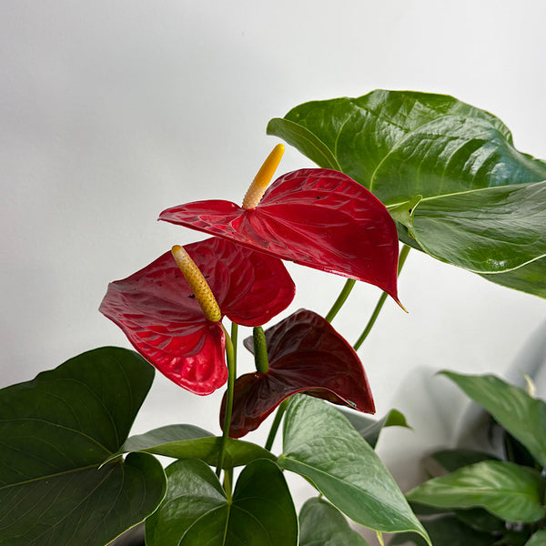 Anthurium Flamingo Flower Red in Rhett Pedestal Pot