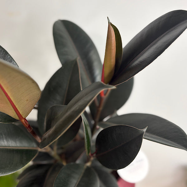 Burgundy Ficus in Large Orbit Ruby