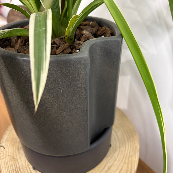 Spider Plant in Medium Kelly Pot Black