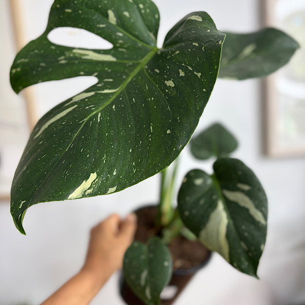 Monstera Thai Constellation Variegated 150mm