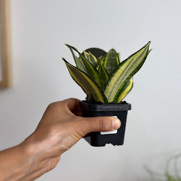 Sansevieria Golden Hahnii Snake Plant 70mm