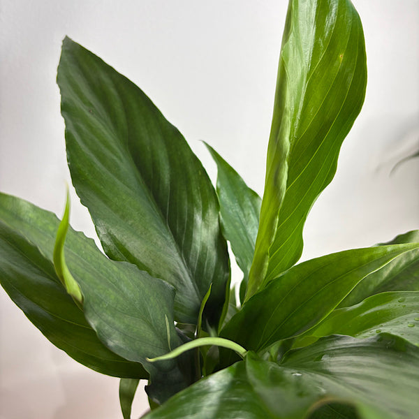 Peace Lily in Small Oslo Pot Fog