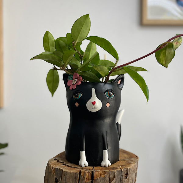 Hoya Carnosa in Black Pretty Kitty Pot