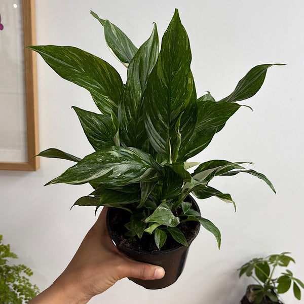 Spathiphyllum Peace Lily Domino 120mm