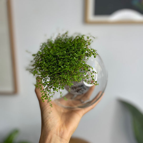 Baby's Tears in Medium Tilted Self Watering Glass Pot