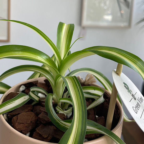 Curly Spider Plant in Small Oslo Pot Peach