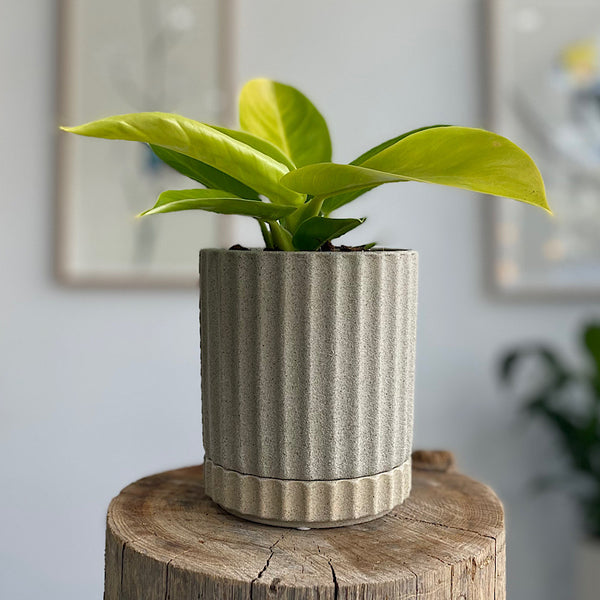 Philodendron Moonlight in Small Athens Pot Sand