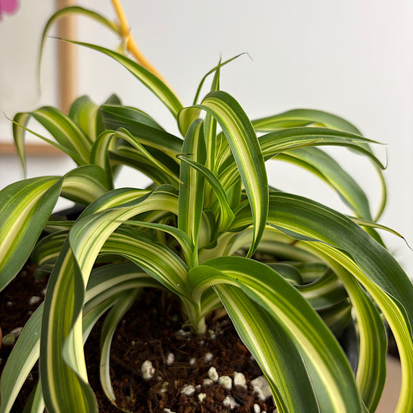 Chlorophytum Curly Spider Plant 155mm
