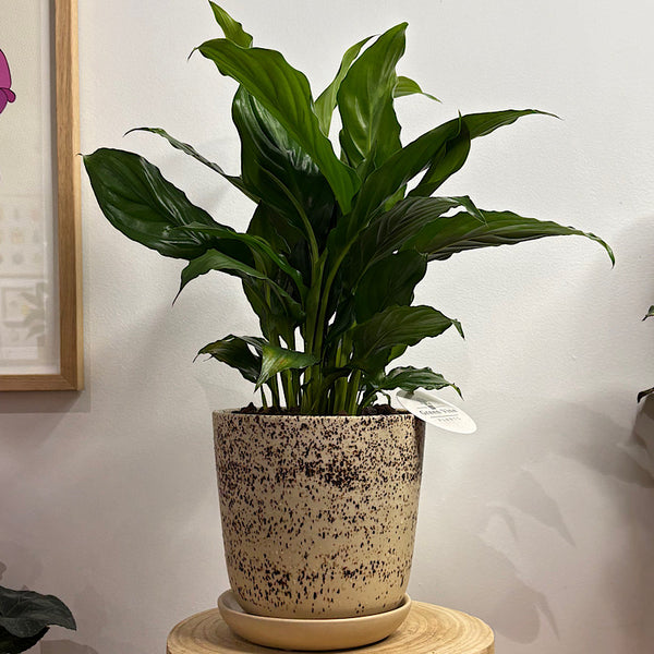 Peace Lily in Medium Gerti Pot Cookies and Cream