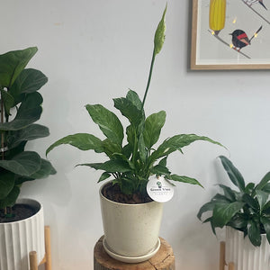 Domino Peace Lily in Medium Gerti Pot White