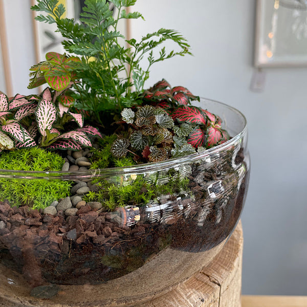 Enclosed Squat Dome Terrarium #0508