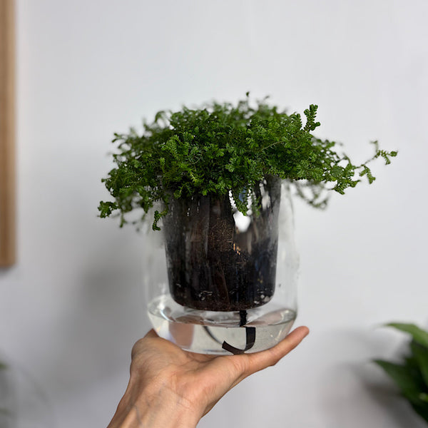 Club Moss in Large Self Watering Glass Pot