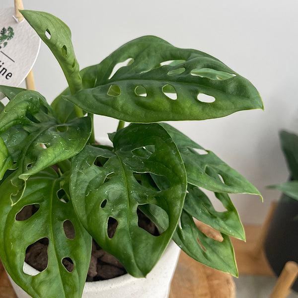 Monstera Monkey Mask in Small Amega Pot