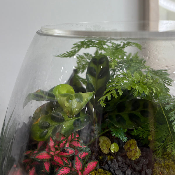 Lush Teardrop Medium Terrarium #0912