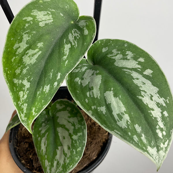 Scindapsus Pictus Silver Satin 130mm