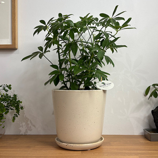 Dwarf Umbrella Tree in Large Gerti Speckle Pot
