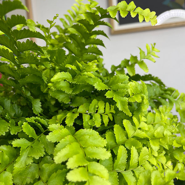 Nephrolepis Exaltata Pom Pom Fern 155mm