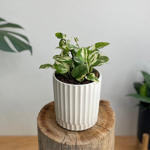 Pothos Snow Queen in Small Athens Pot White