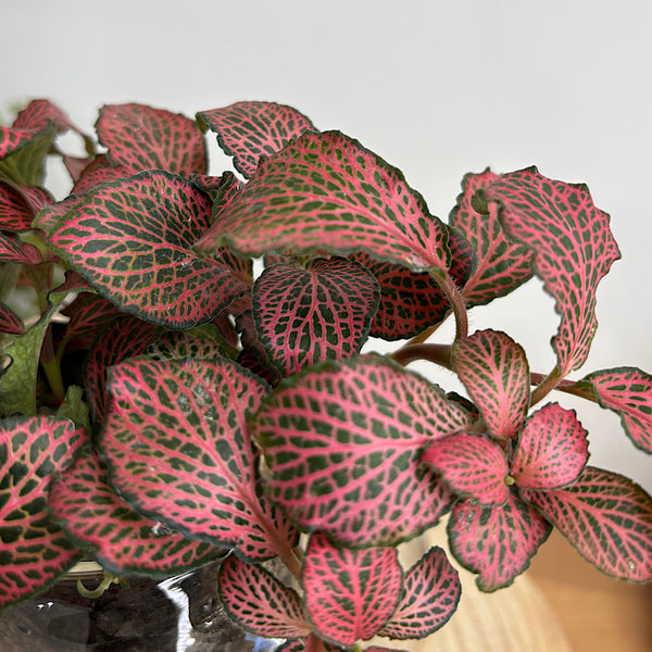 Fittonia in Medium Self Watering Glass Pot