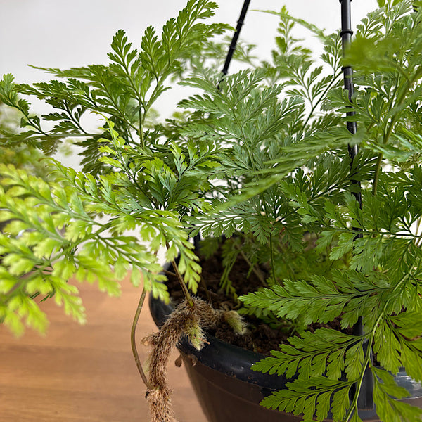 Davallia Feejensis Rabbits Foot Fern 200mm Hanging
