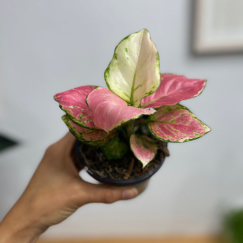 Aglaonema 90mm