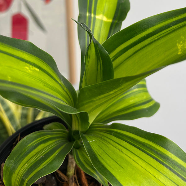 Dracaena Marley Happy Plant 100mm