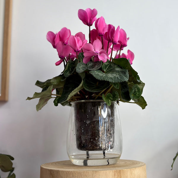 Pink Cyclamen in Large Clear Self Watering Glass Pot