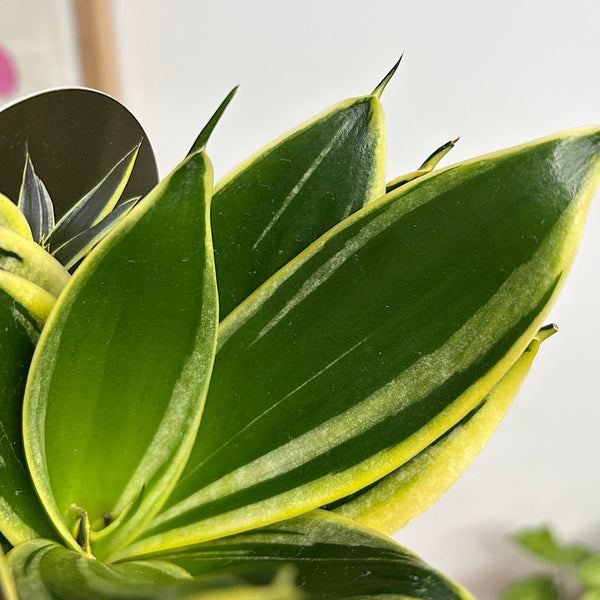 Sansevieria Lotus Hahnii Snake Plant 70mm