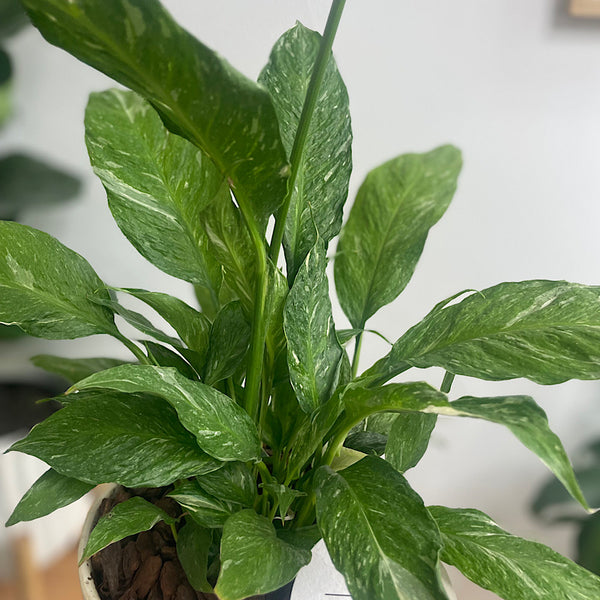 Domino Peace Lily in Medium Gerti Pot White