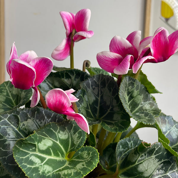 Cyclamen Indiaka Rose 130mm