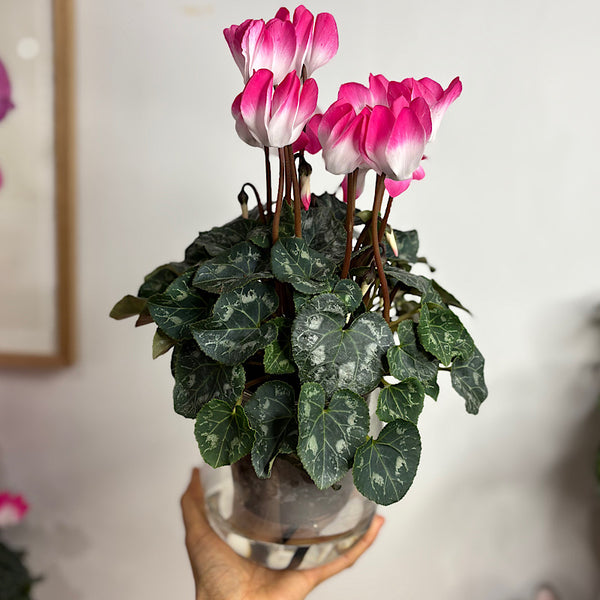 Cyclamen Indiaka in Large Glass Self Watering Pot