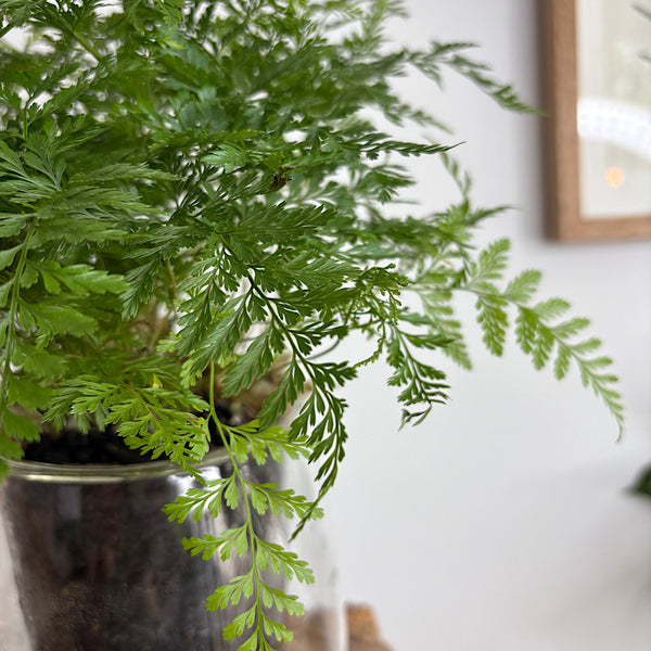 Rabbits Foot Fern in Large Clear Self Watering Glass Pot