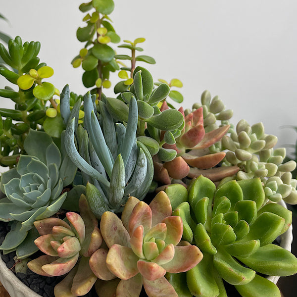 Assorted Succulent Arrangement in White Glazed Bowl