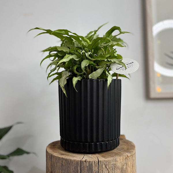 Syngonium Silver Fox in Medium Athens Pot Black
