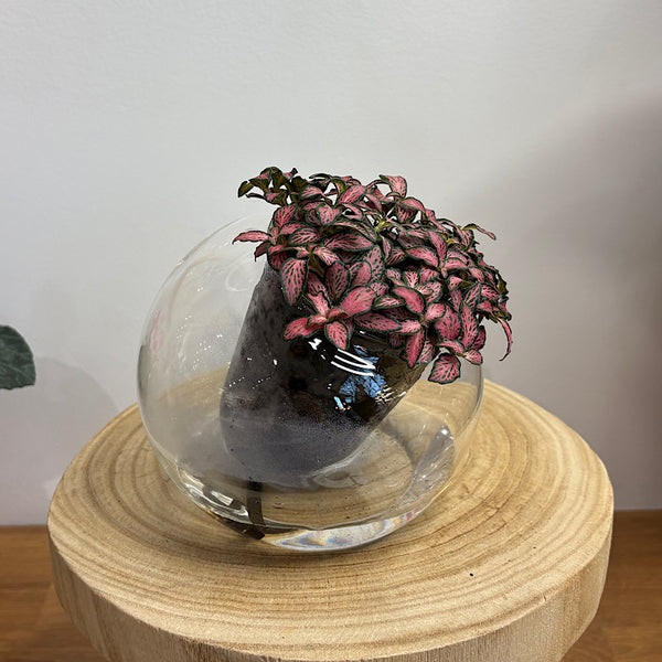 Fittonia Pink in Medium Tilted Self Watering Glass Pot