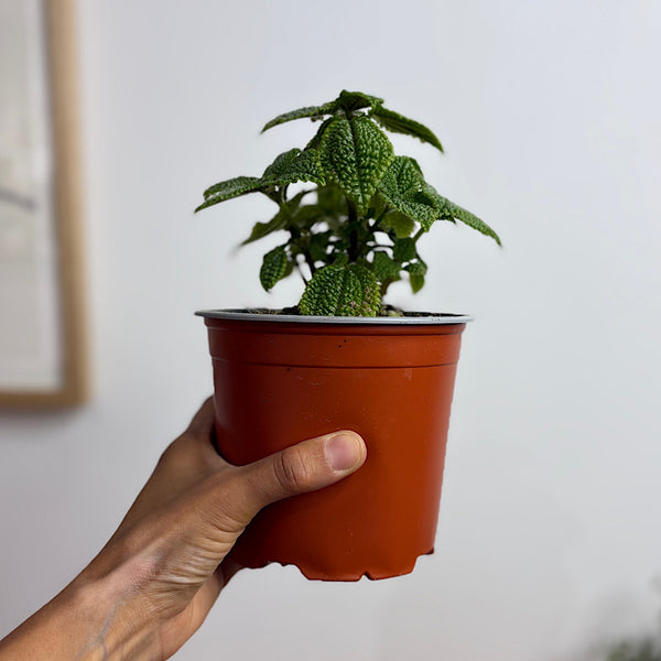 Pilea Involucrata Moon Valley 130mm