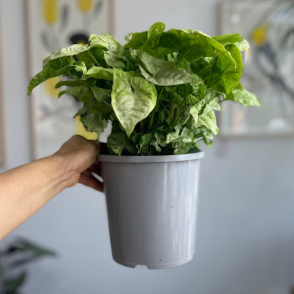 Syngonium White Butterfly 170mm