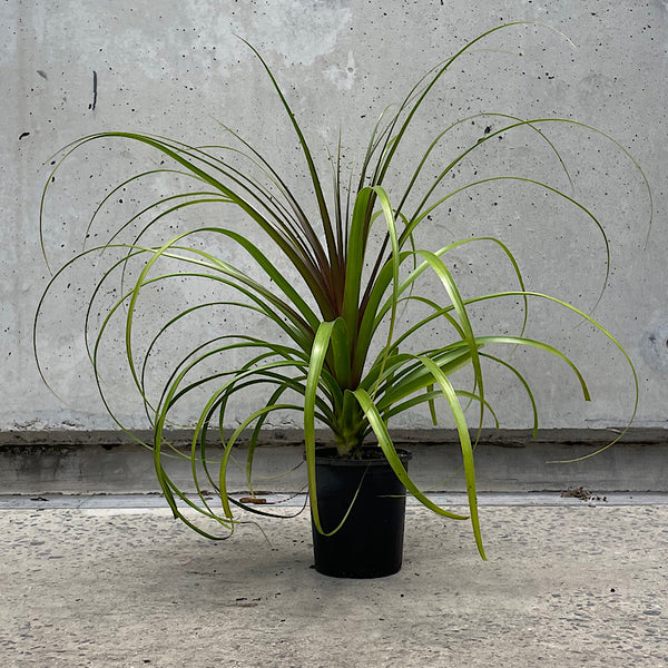 Beaucarnea Recurvata Ponytail Palm 140mm