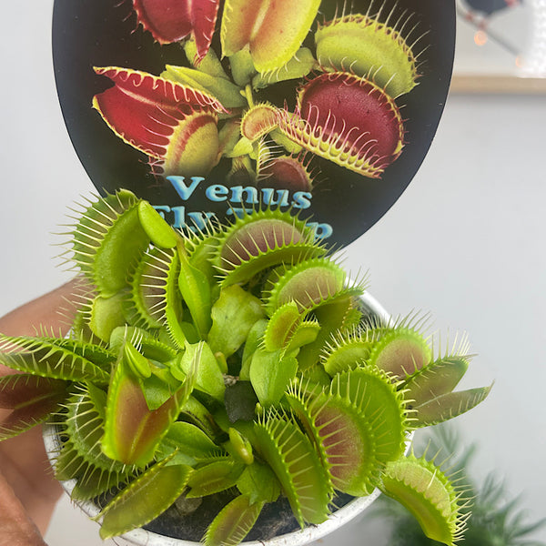 Venus Fly Trap 70mm