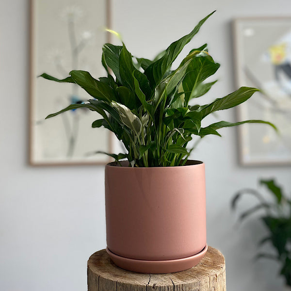 Domino Peace Lily in Medium Oslo Pot Dusty Rose