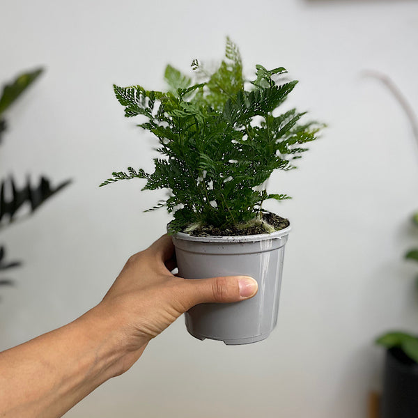 Rabbits Foot Fern 105mm