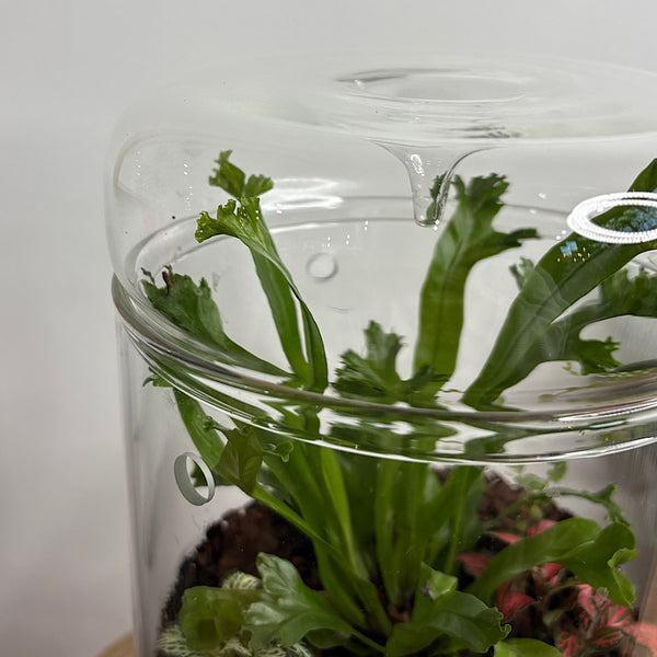 Astrid Tall Drip Terrarium with Ferns and Fittonias