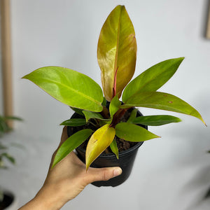 Philodendron Prince of Orange 130mm