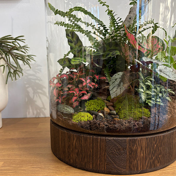 Jumbo Helga Terrarium with Lush Forrest with Timber Base and Ball #0209