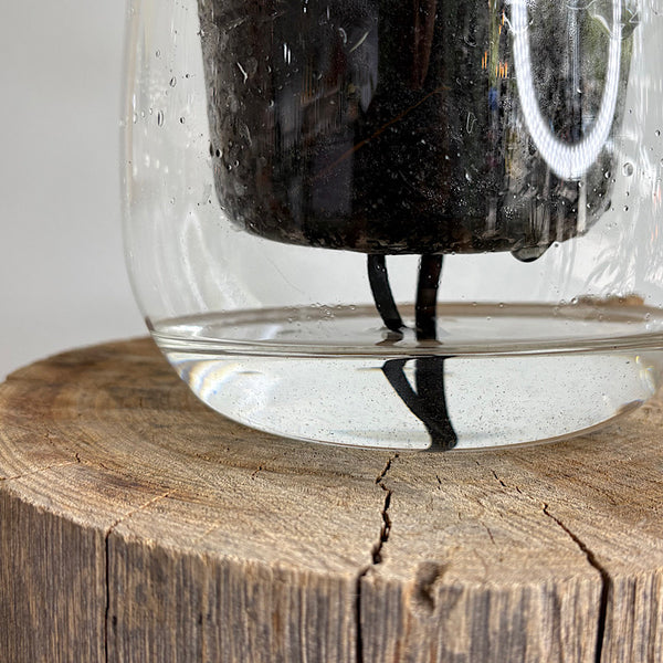 Rabbits Foot Fern in Large Clear Self Watering Glass Pot