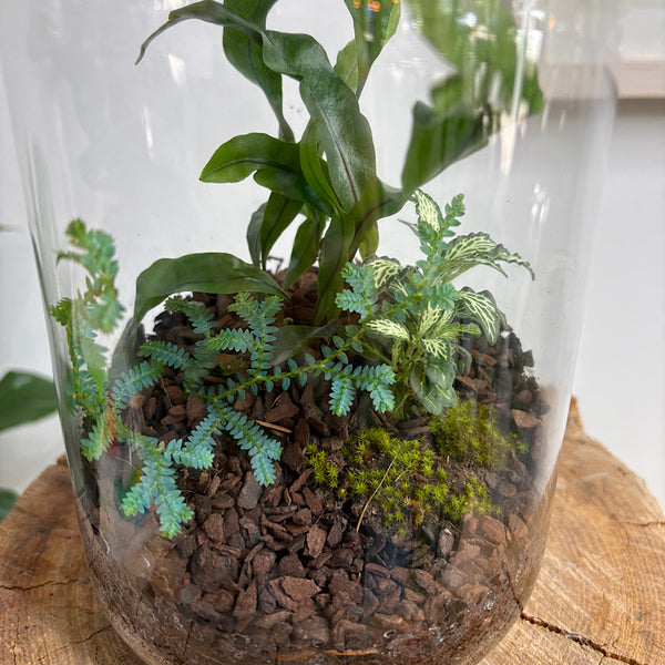 Fern & Fittonia Timber Lid Otto Terrarium