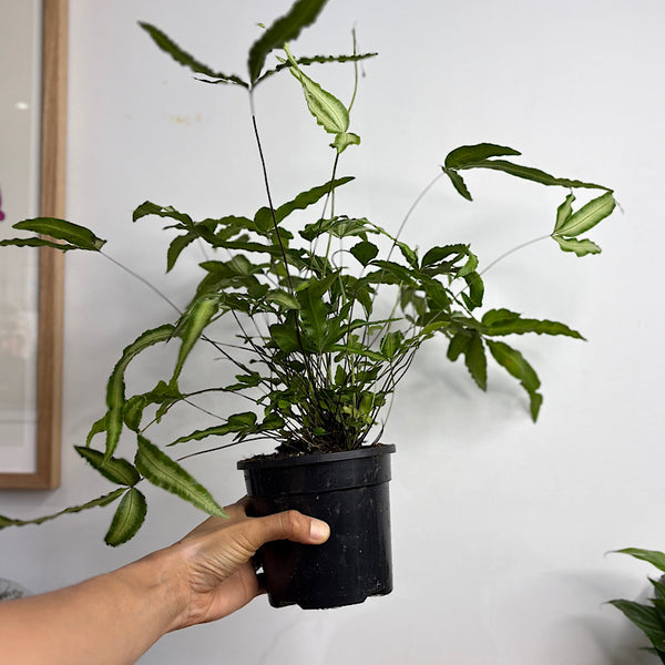 Pteris Albo-Lineata 120mm